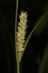 Buxbaum's sedge